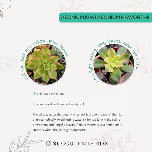 Miniatura 5 de Aeonium Kiwi - Plantas rosas y amarillas vivas para boda, regalo de recuerdo de maceta de boda, suculentas rosas únicas saludables para decoración