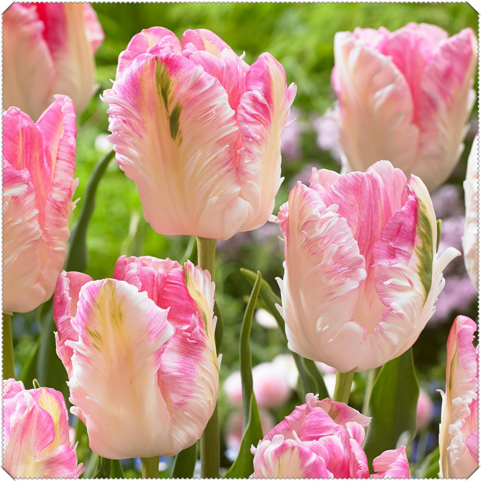 Perennial Double Tulip Spring Flowering Bulbs- Easy to Plant and Maintain- Ideal for Containers- Gardens & Borders | Excellent Display-E-6 Bulbs