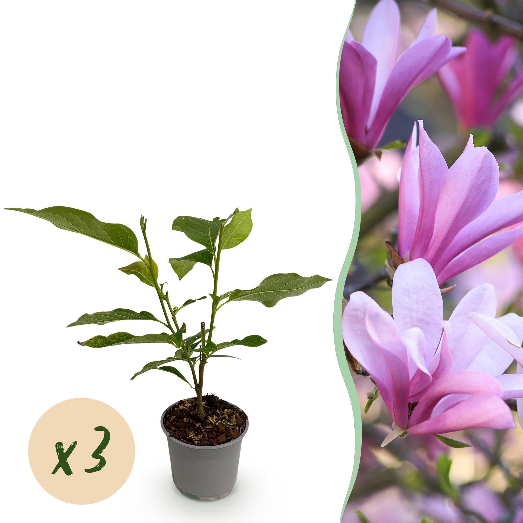 Arbusto Magnolia Betty para Jardín, Hojas Caducas, Flores Rosas, Pack de 3