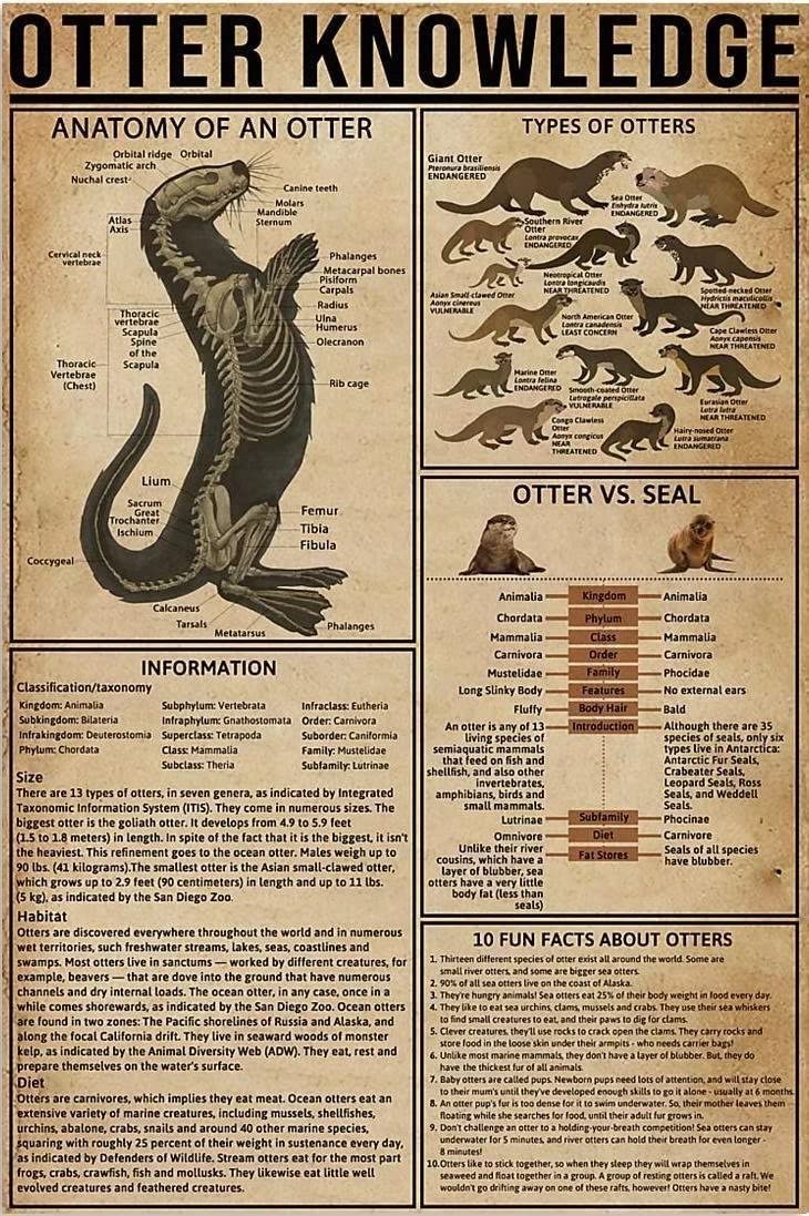 Haosensix Otter Knowledge Metal Sign Otter Anatomy Retro Classroom Library Wall Decor 8x12 Inch