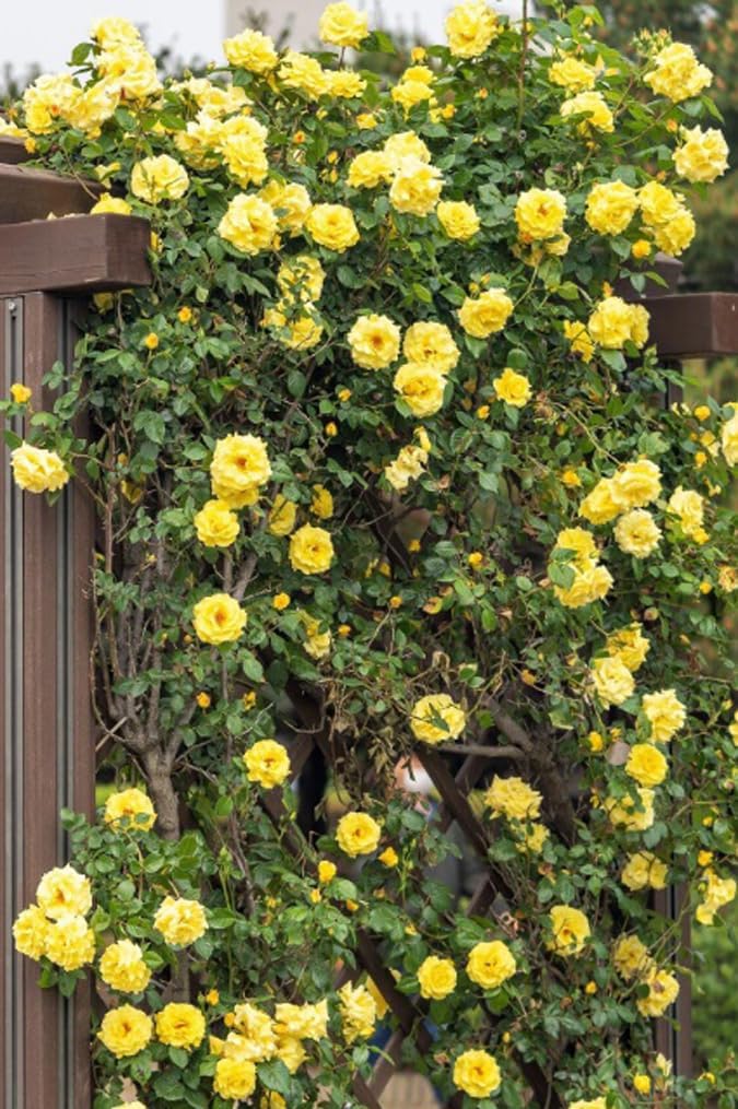 BULBORIUM 100PCS Yellow Climbing Rose Seeds - Fragrant Vine for Trellis, Arbor, Privacy Screen - Low Maintenance Garden Gift