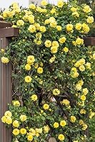 BULBORIUM 100PCS Yellow Climbing Rose Seeds - Fragrant Vine for Trellis, Arbor, Privacy Screen - Low Maintenance Garden Gift