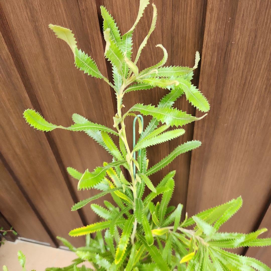 ウォールムバンクシア アエムラ 鉢植え ワイルドフラワー オージープランツ