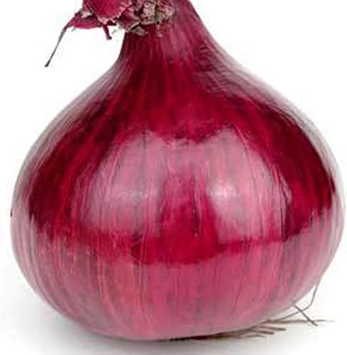 Semillas de cebolla roja grano, 14 libra, 33,600 semillas, reliquia, polinizada abierta, sin OMG, semillas de jardinería agrícola y vegetal
