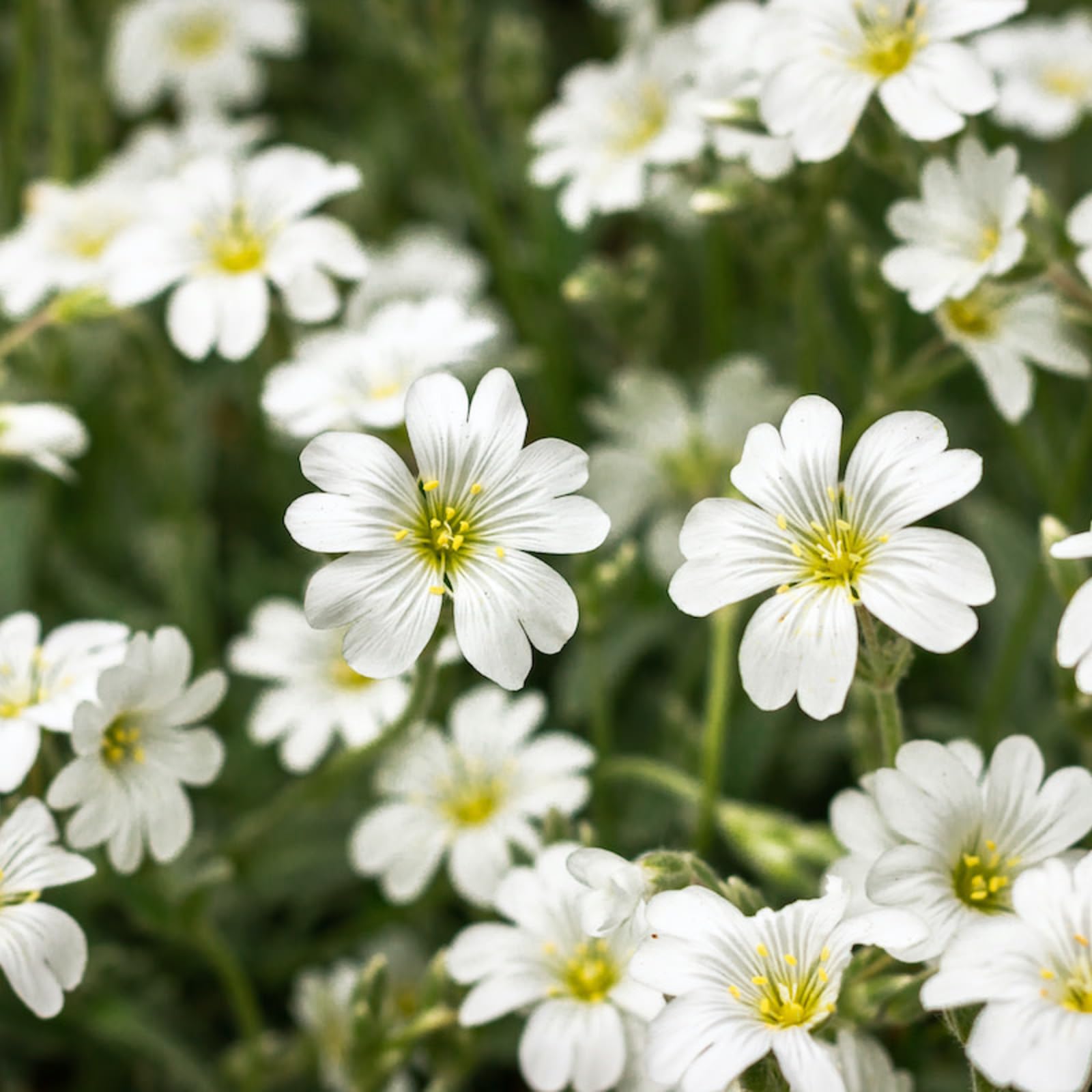 Carbeth Plants 6 x Snow in Summer in 9cm Pots - Cerastium Tomentosum