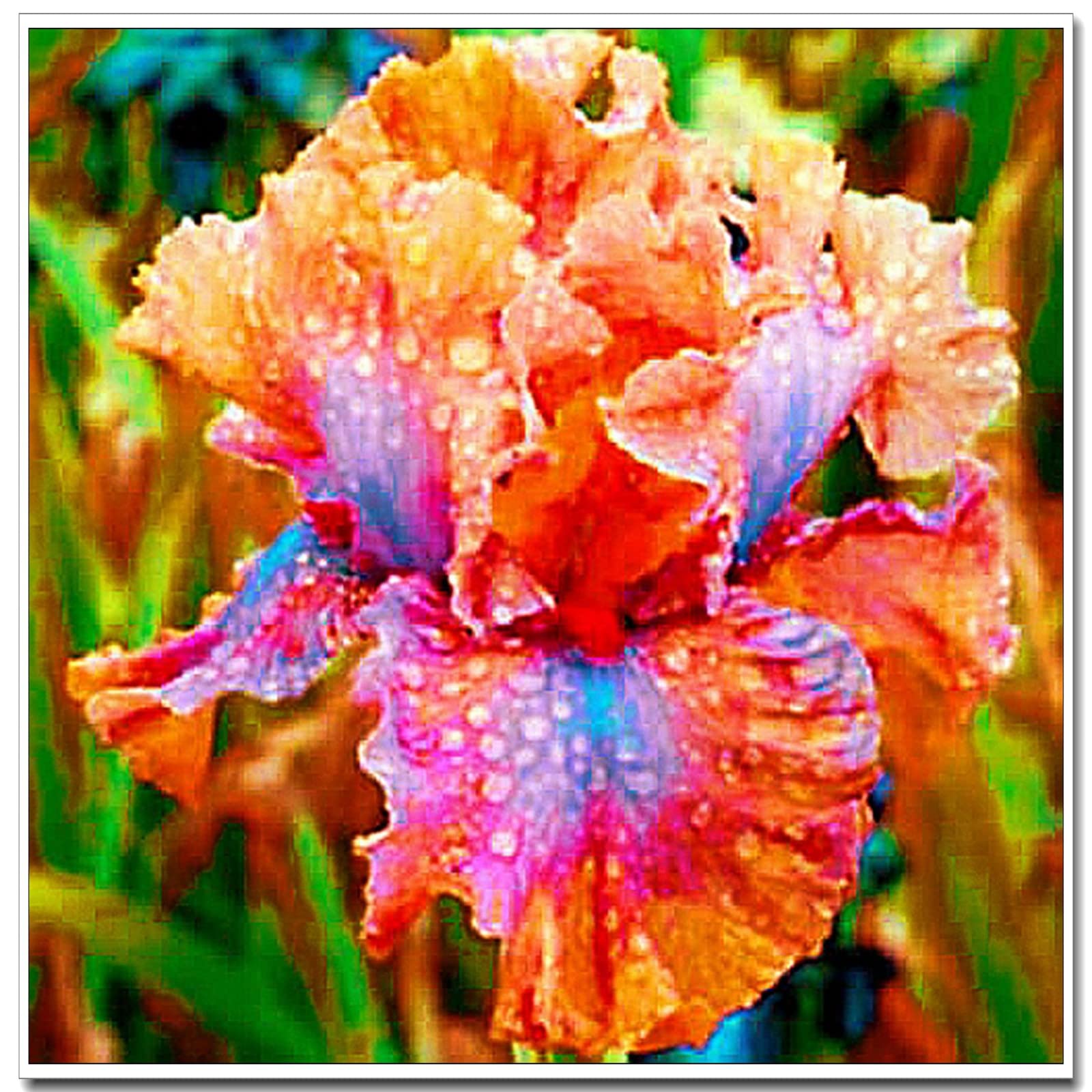 Wedding, Iris Bulbs for Planting Now UK, Natural Organic, Greening Flower, Hardy Perennial, Iris Bulbs, Garden Flowers, Plant Bulbs, 15bulb-e