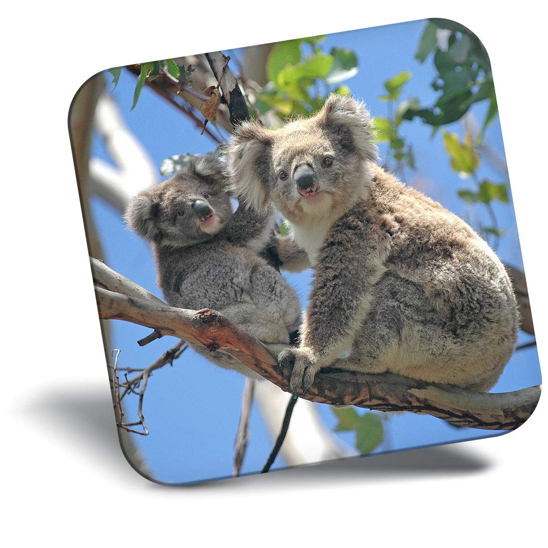 Destination Vinyl Ltd Fridge Magnet - Mother & Baby Koala Bear Bears 15832