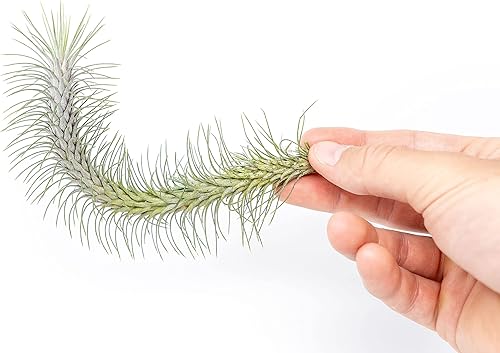 Miniatura 2 de Air plant shop Tillandsia Funckiana v. Recurvifolia Live Tillandsia - Plantas suculentas para el hogar al por mayor y a granel, decoración del hogar
