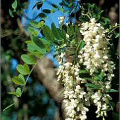 Semillas de árbol de langosta negra (más de 25 semillas)