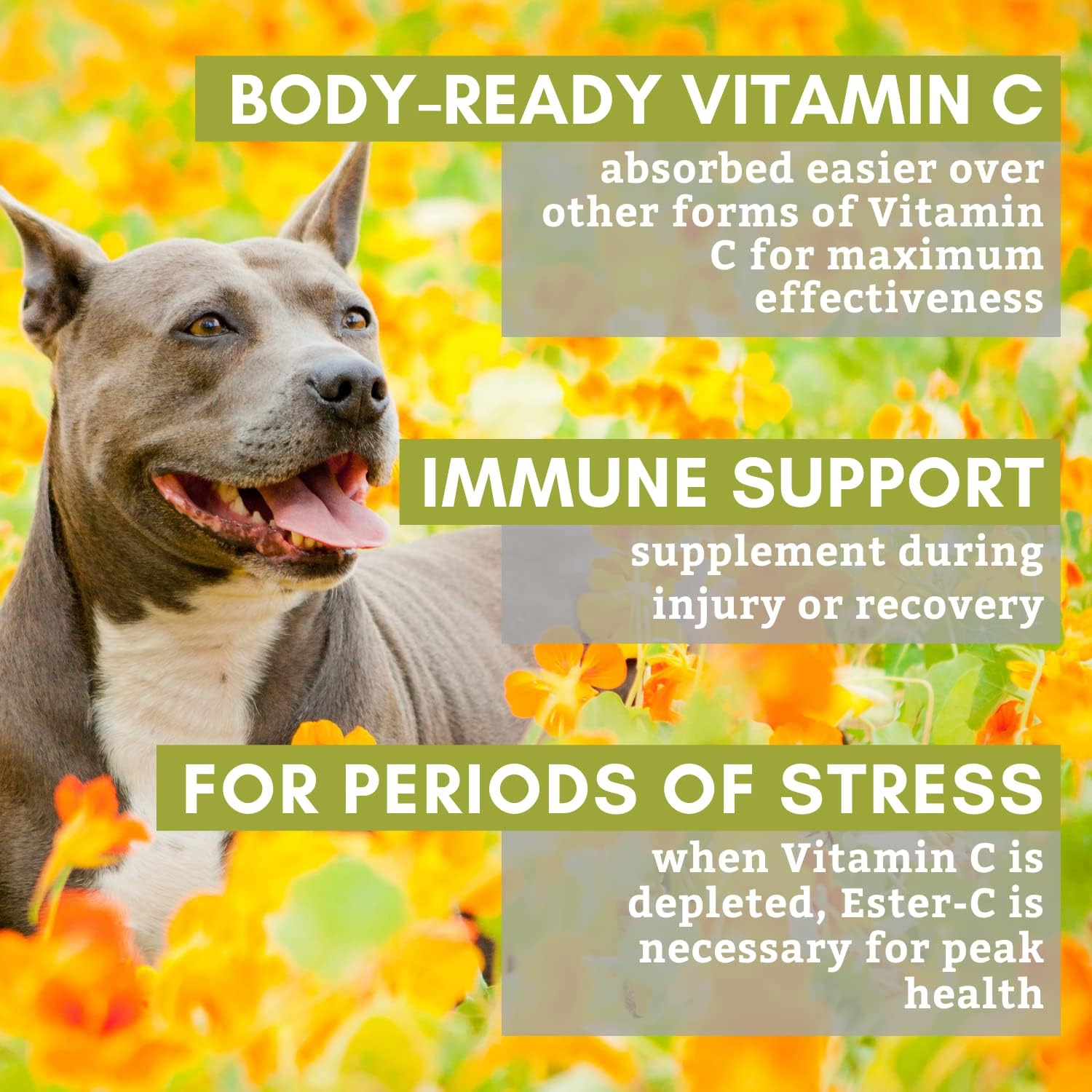 How To Give Dogs Vitamin C