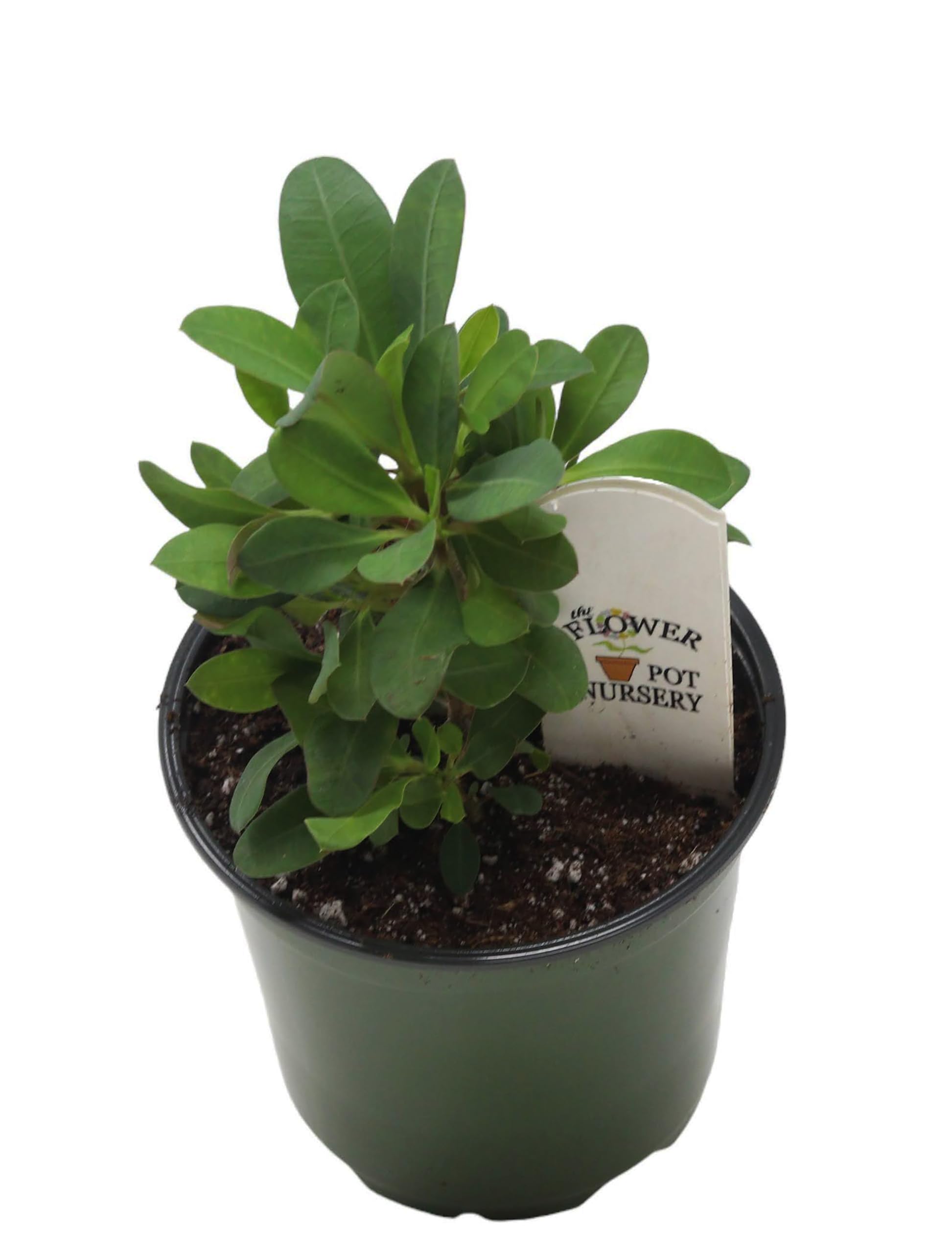 Generic FlowerPotNursery Zeus Crown of Thorns Euphorbia milii Zeus 4"" Pot, Green Light Red/Dark Pink