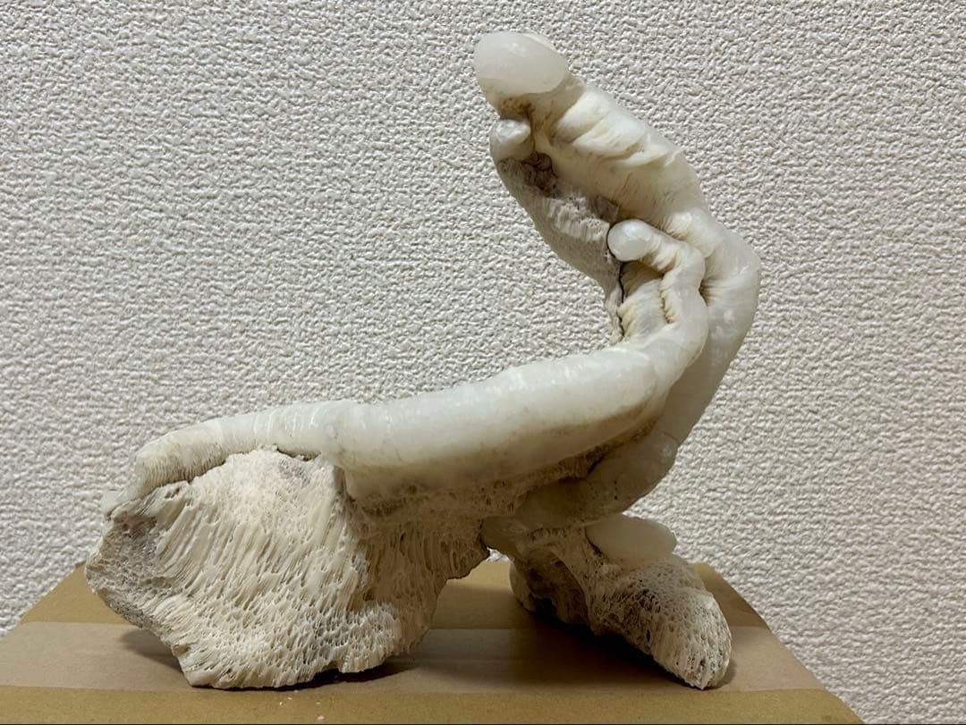 【超特大・極稀少】マギルス貝（化石・玉化）原石オブジェ 博物館級サイズ Amazon | マギルス貝 (化石・玉化) 原石オブジェ 博物館級サイズ
