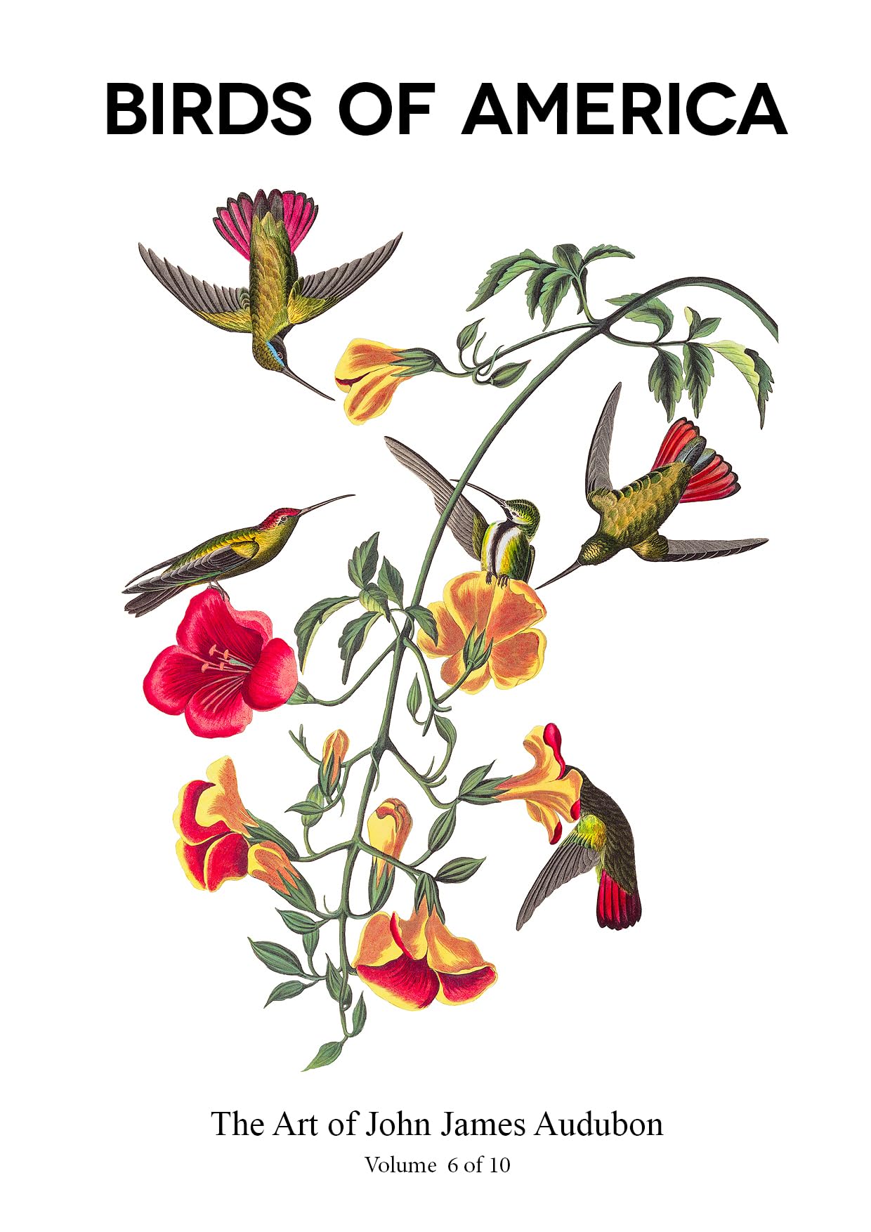 The Birds of America Audubon Vol 6 le cadeau idéal pour amoureux de nature et d'art