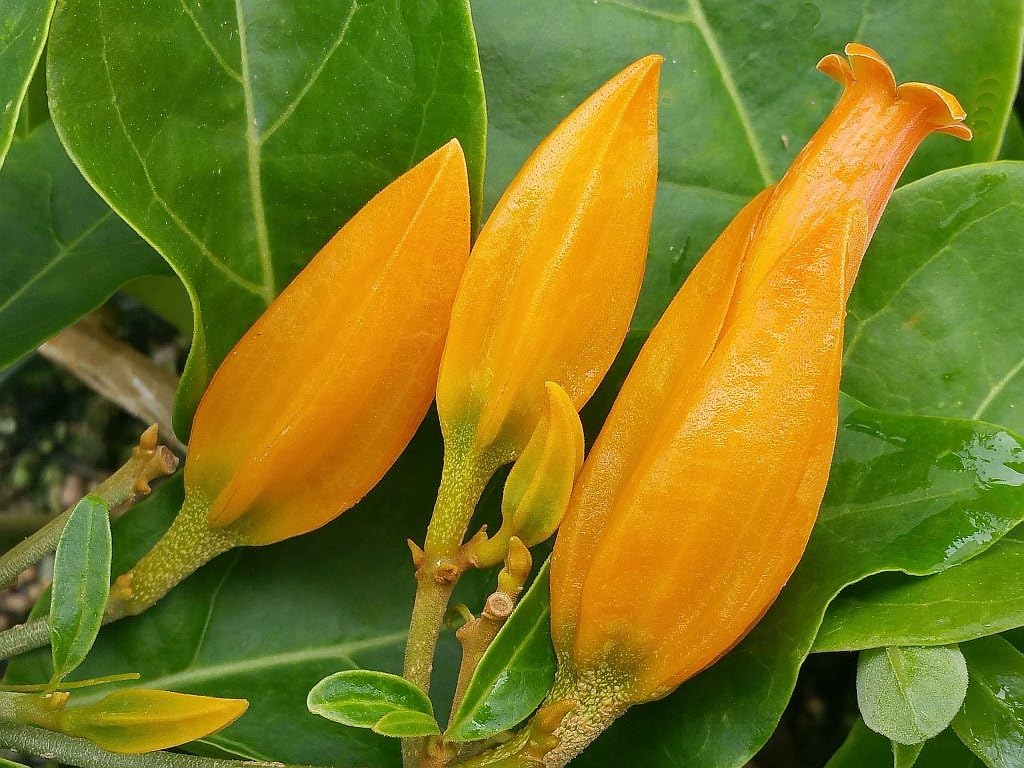 Juanulloa Gold Finger Vine - Live Tropical Plant - Unusual Orange Flowers Attract Hummingbirds - Emerald Goddess Gardens - Starter Sz 4 Inch Pot