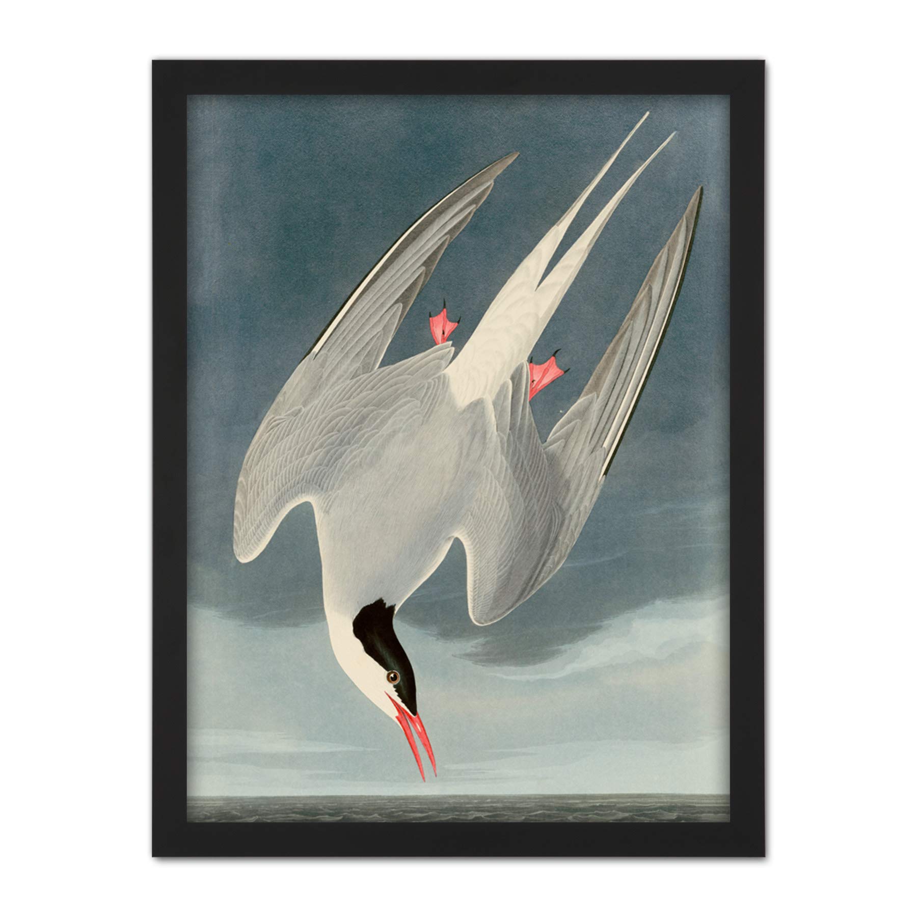 Artery8 Audubon Birds America Arctic Tern Artwork Framed Wall Art Print 18X24 Inch