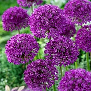 KUVIAS 5 x Allium Purple Sensation Spring Flowering Bulbs - Striking Star-Shaped Purple Globes Ornamental Onion – RHS Award Winner of Garden Merit & Plant for Pollinators, Fragrant & Easy to Grow