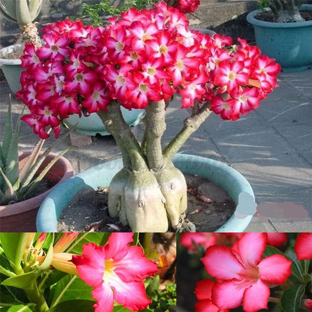 Seedsi di rosa del deserto storico decorazione del partito magico decorazione del parco magico BMany Design eleganti 5 lampadine:seeds