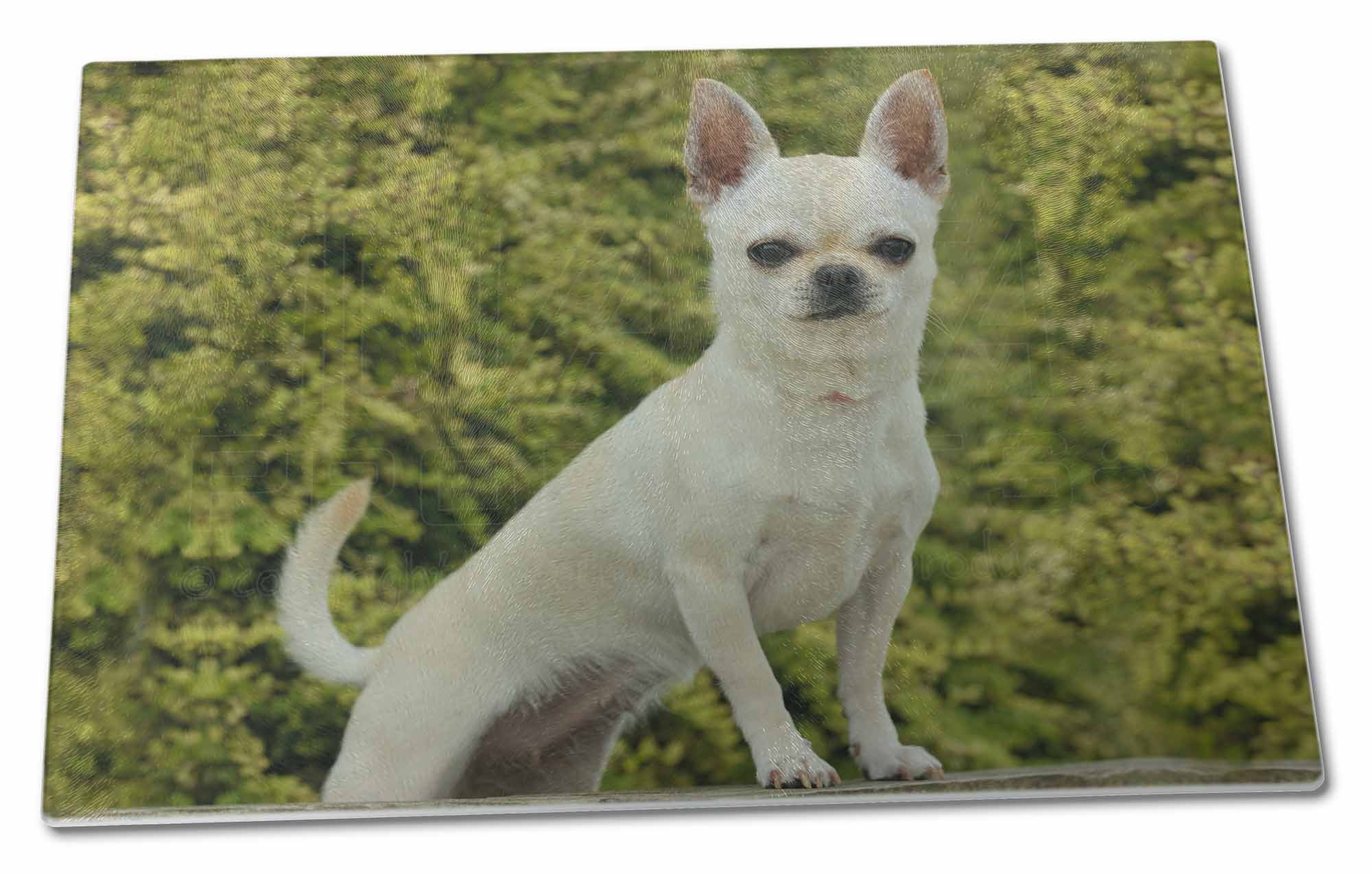 white chiwawa dog