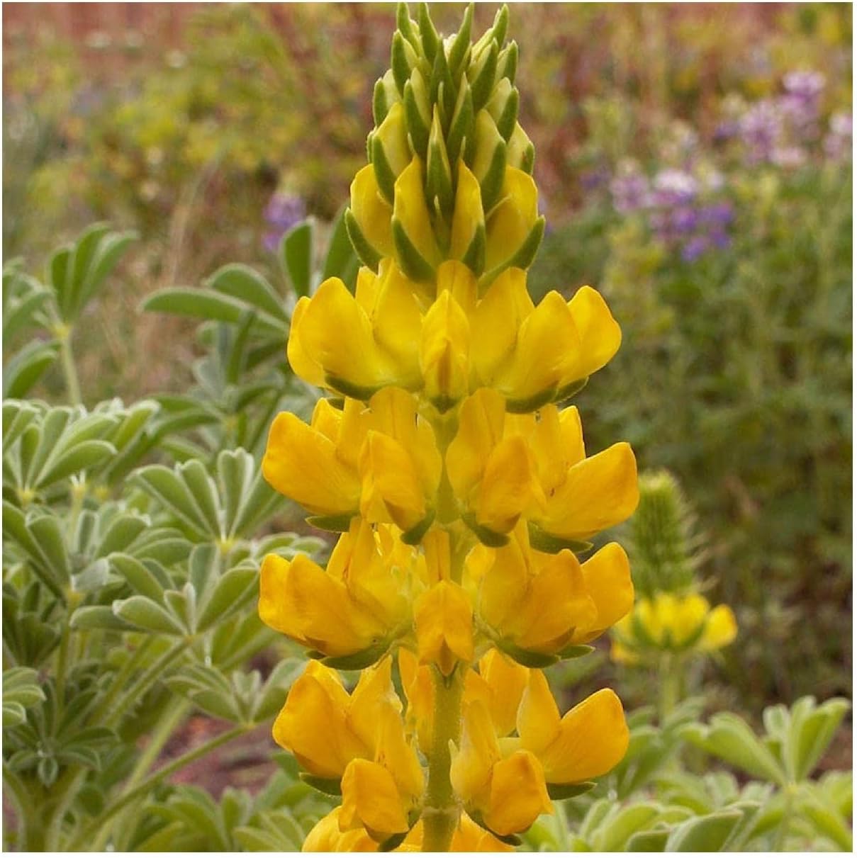Everwilde Farms - 1 Lb Yellow Lupine Native Wildflower Seeds - Gold Vault