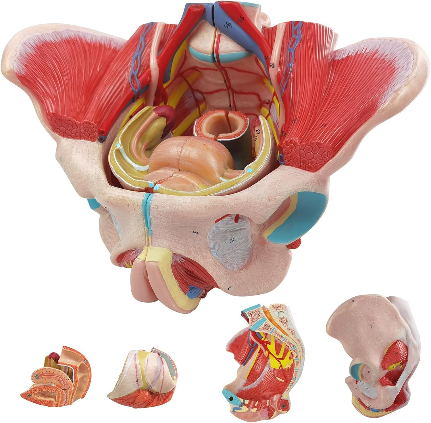YNIYUJKL Female Pelvis Model, Life Size Anatomy Model With Pelvic Floor Muscles, Includes Vessels, Nerves, And Removable Reproductive Organs For Educational Use