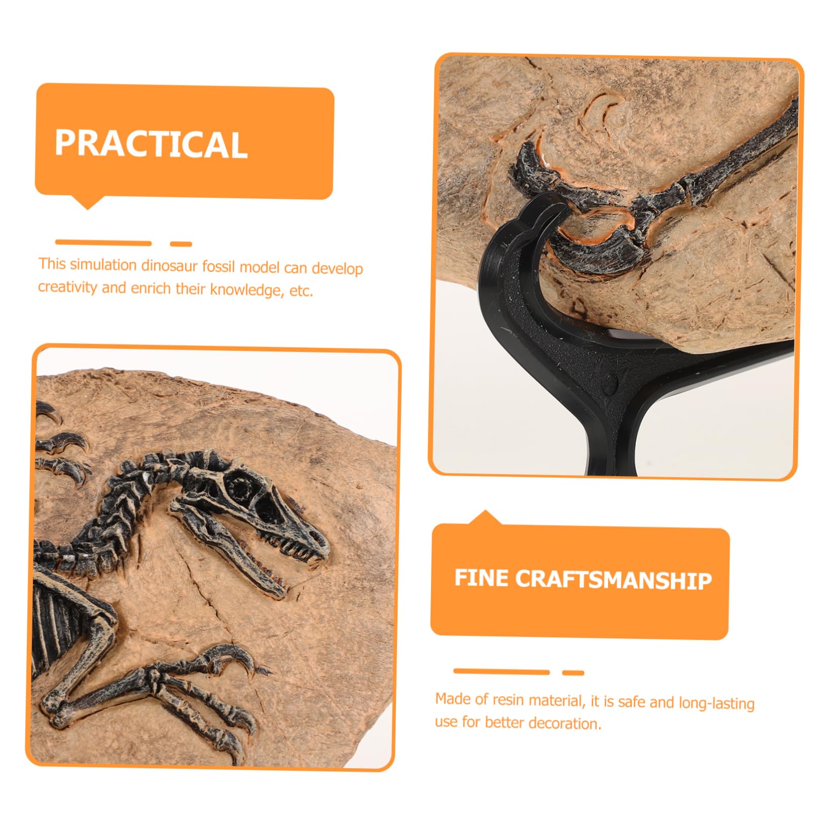HEMOTON Modelli Fossili Dinosauro Da Tavolo Fossili Per Modelli Educativi Per Ragazza Decorazioni Da Tavola Per Apprendimento