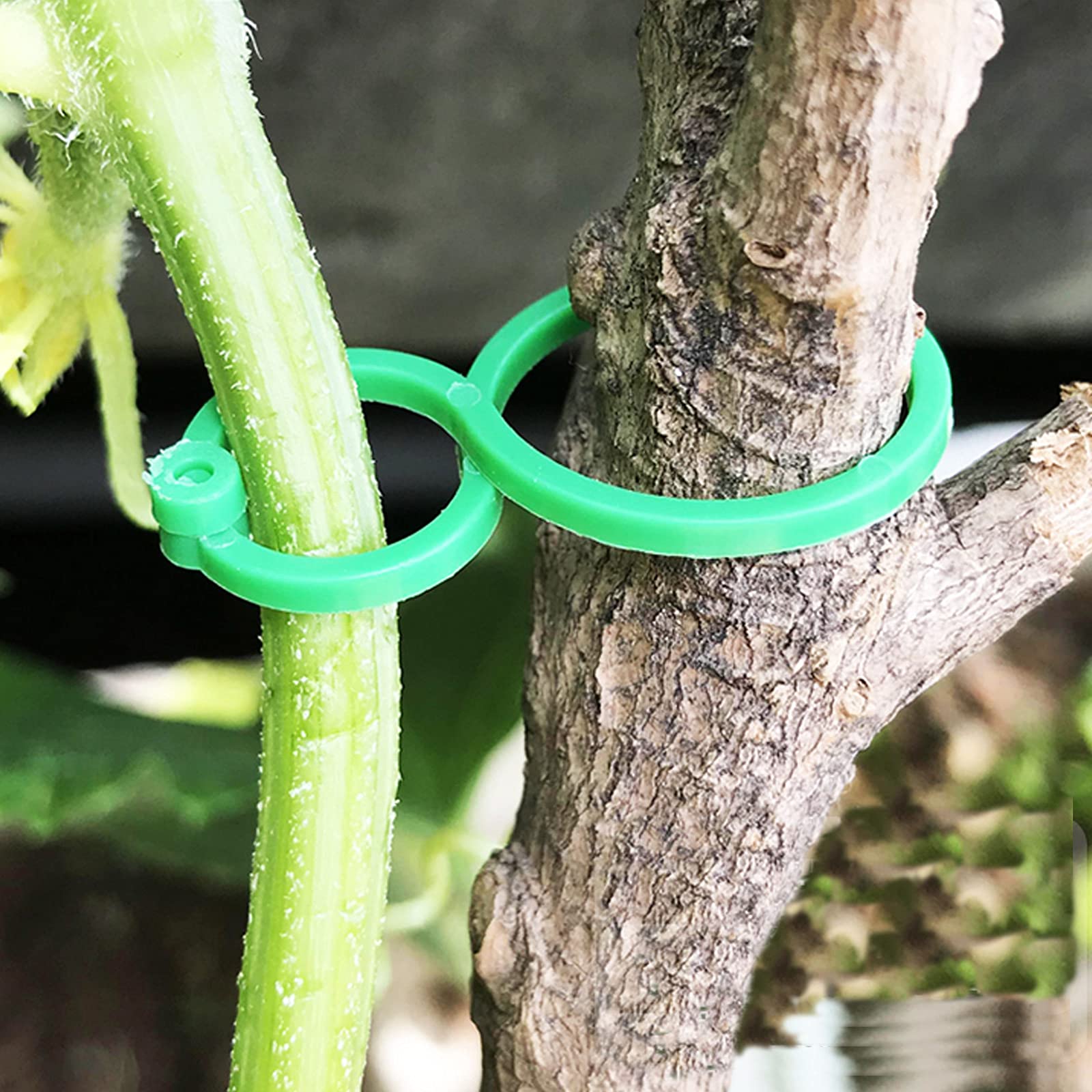 Clip per piante, clip per viti | Apparecchio da parete per supporto per piante rampicanti da 10 pezzi,Portavite, fermagli per piante da soldi, fermagli per piante da interni per piante da giardinaggio