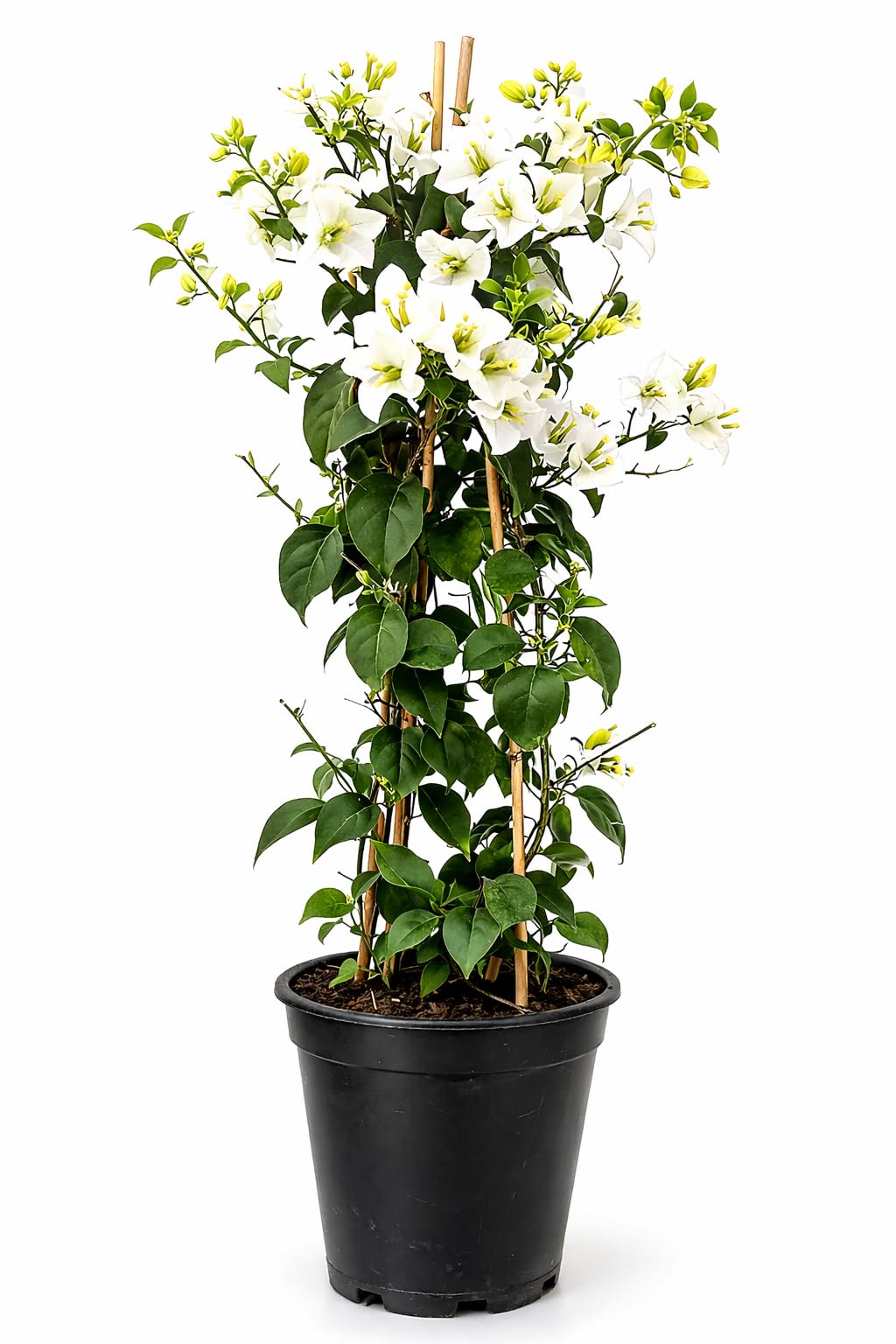POWERS TO FLOWERS - BOUGANVILLE BIANCA, ALTEZZA 70 CM, BUGANVILLEA, pianta vera