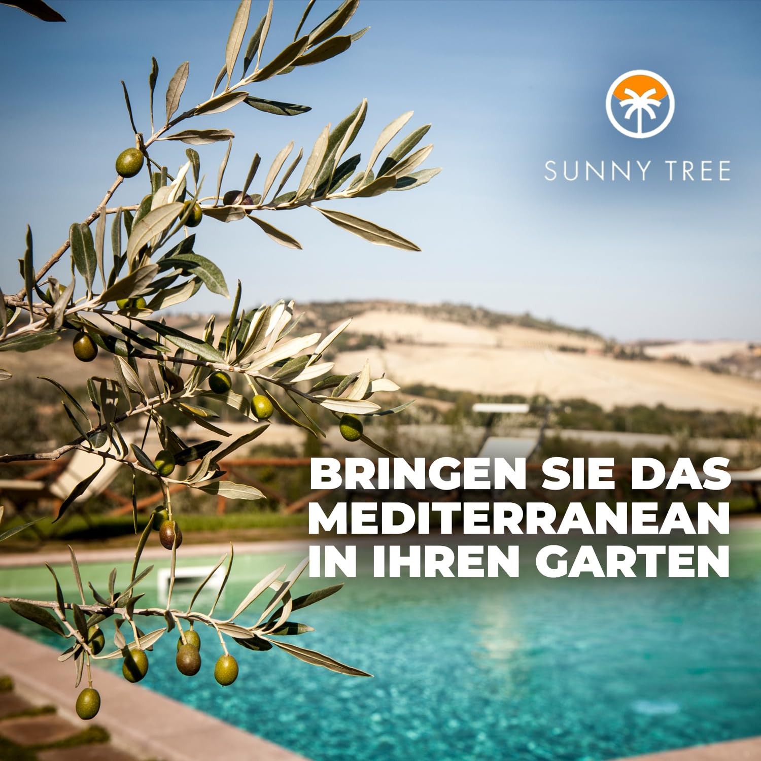 Sunnytree OLEA EUROPEA - WINTERHARTE OLIVENBAUM BONSAI 120 JAHRE ALT - 240 cm
