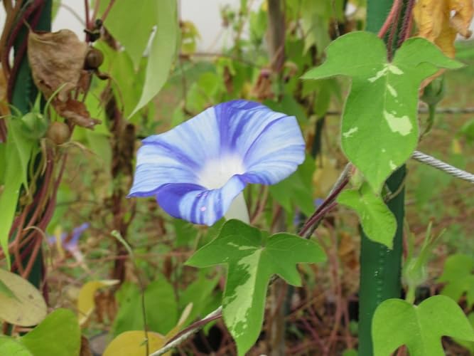 Amazon | タキイ種苗 朝顔 松風 | 花
