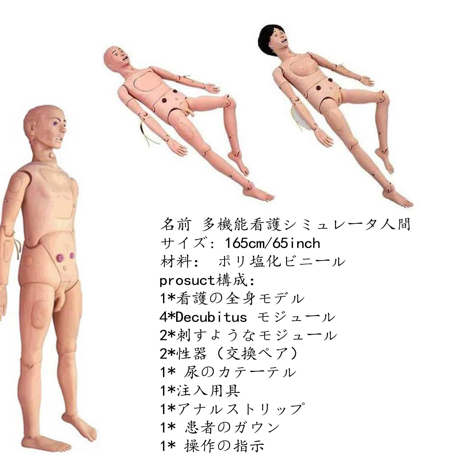 Amazon.co.jp: Ywanwj 人体モデル 実習モデル人形 学習用ディスプレイ