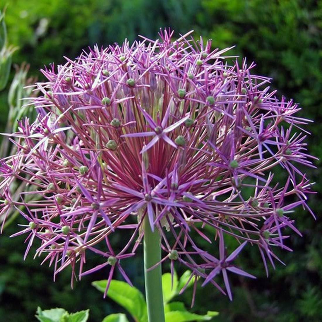 50 Allium Christophii Seeds - Star of Persia - 50 Seeds