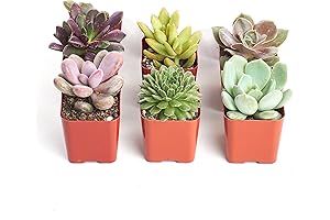 Shop Succulents: Enchanting Unique Succulent Plants Pack Collection
