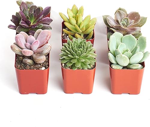 Shop Succulents Colección única | Surtido de plantas suculentas de interior vivas seleccionadas a mano, totalmente arraigadas, paquete de 6 C