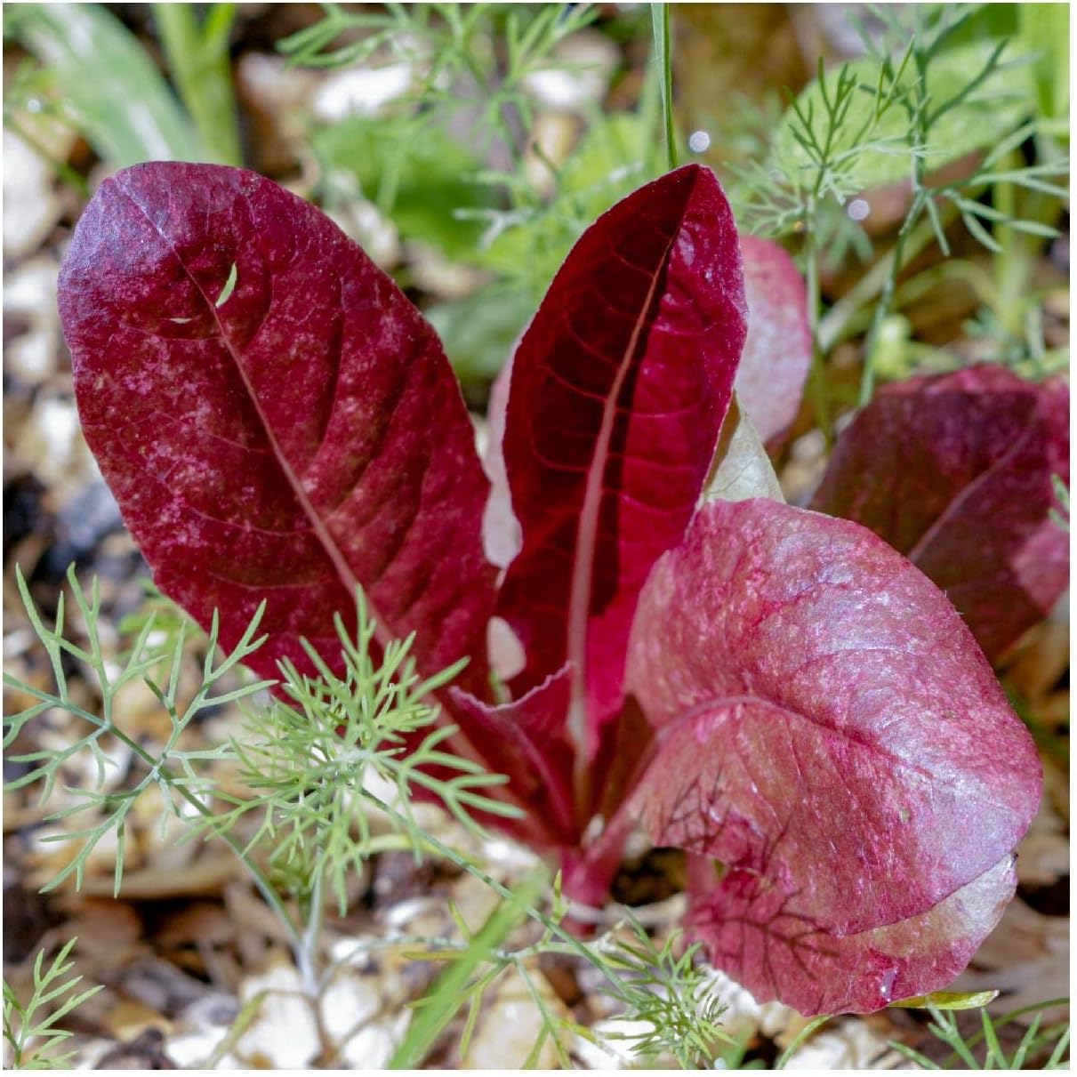 Everwilde Farms - 1 Lb Super Red Romaine Lettuce Seeds - Gold Vault