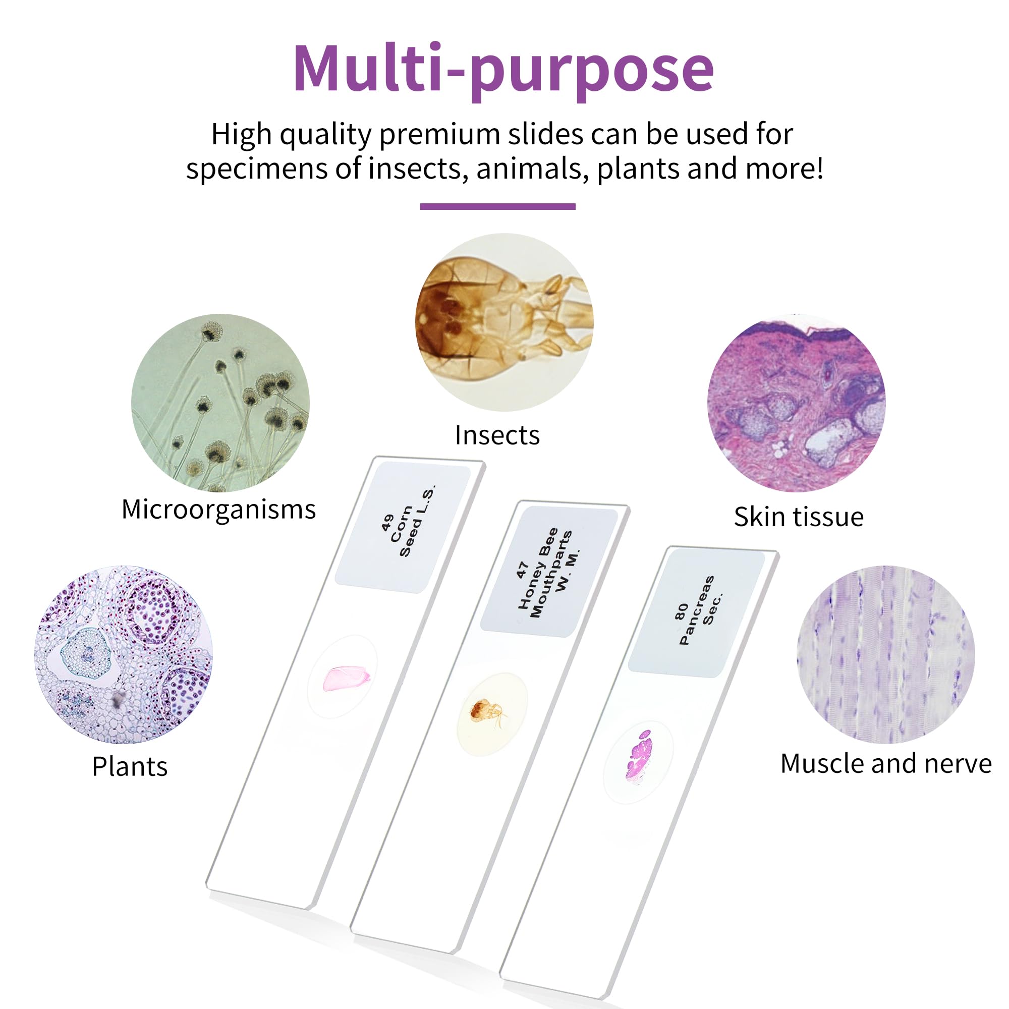 100 vetrini preparati per microscopio, vetrini per microbiologia, per bambini, adulti, LVQ092