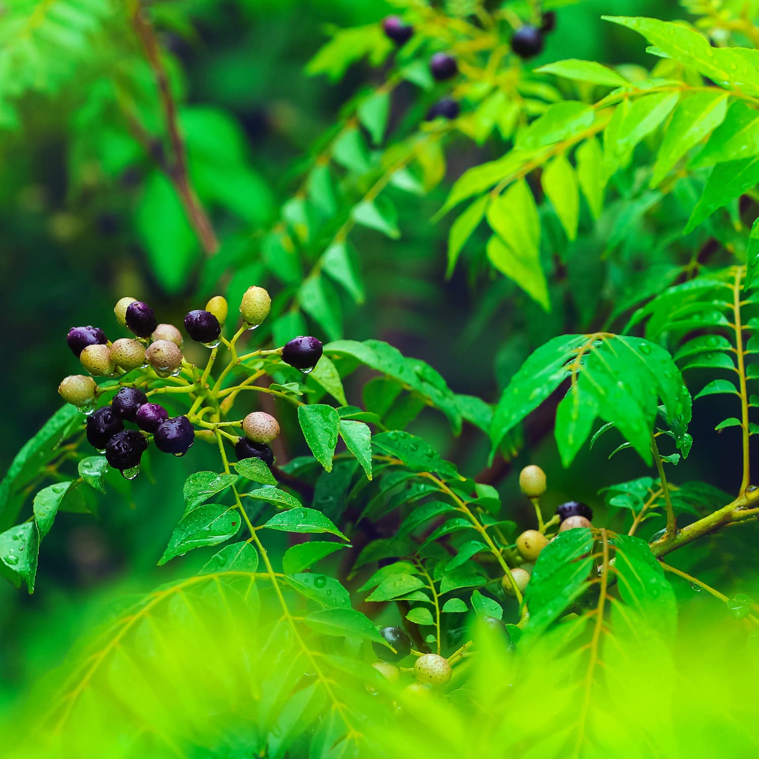 Curry Leaf Tree 5 Seeds 50+ (Murraya Koenigii)  Pure Ceylon Curry Leaf  Seeds For Planting & Growing Curry Tree Seeds