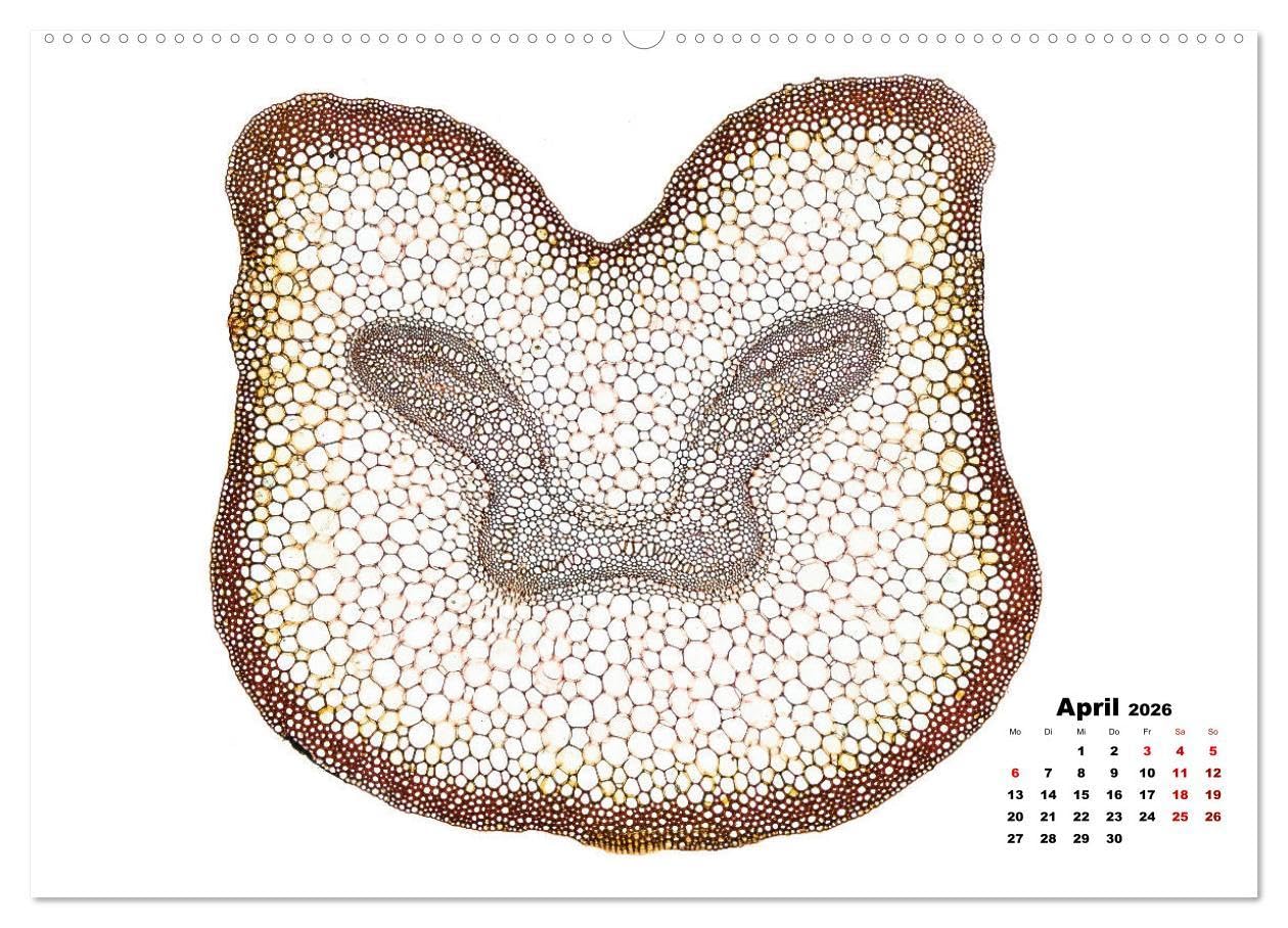 Pflanzen unter dem Mikroskop (Wandkalender 2026 DIN A2 quer), CALVENDO Monatskalender: Eindrucksvolle biologische Aufnahmen - das perfekte Geschenk für einen Gärtner, Floristen, Stundent und Lehrer