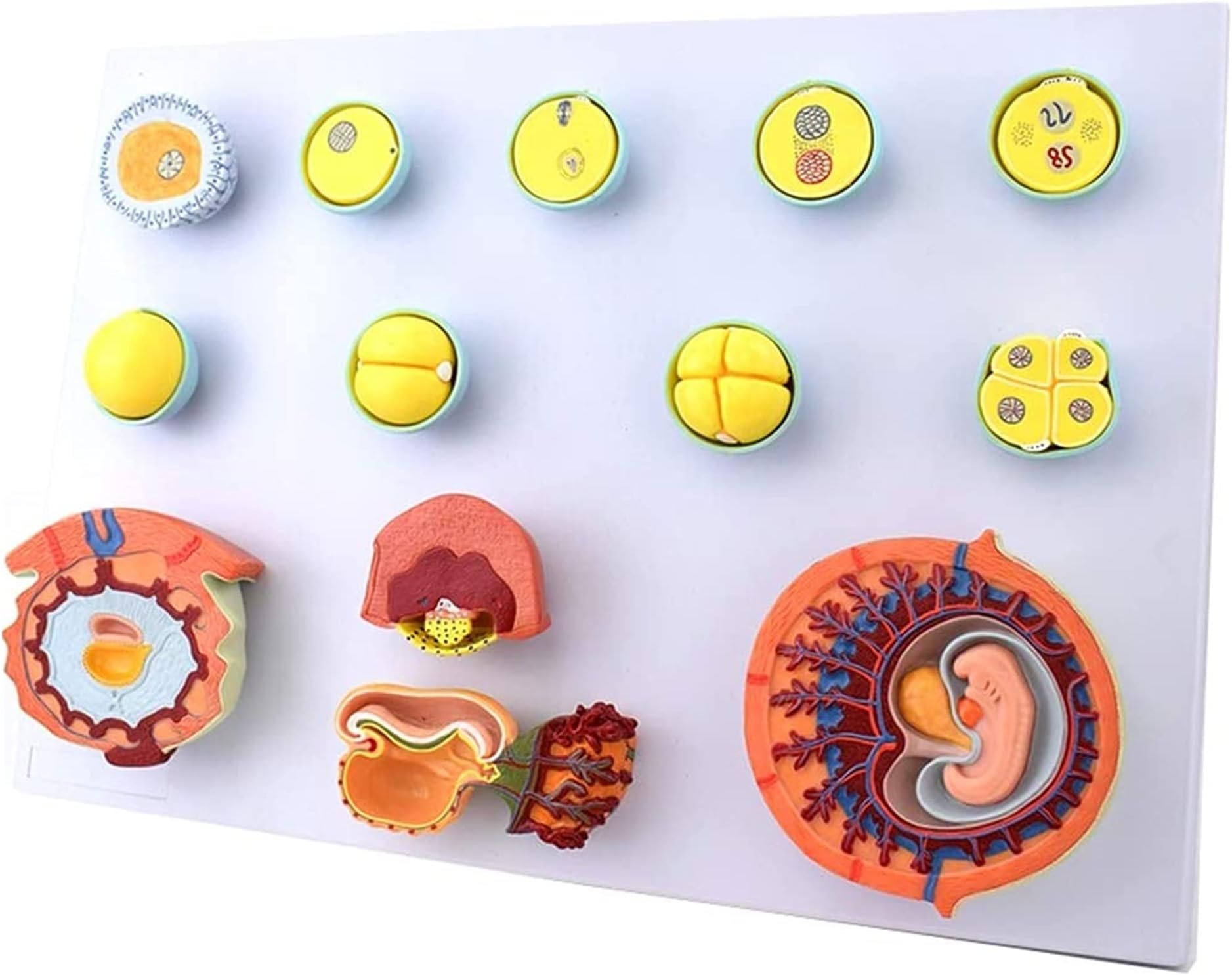 Body Model Fertilization And Early Embryo Development Process Model Human Tissue Embryo Anatomy Model Medical Training Aid