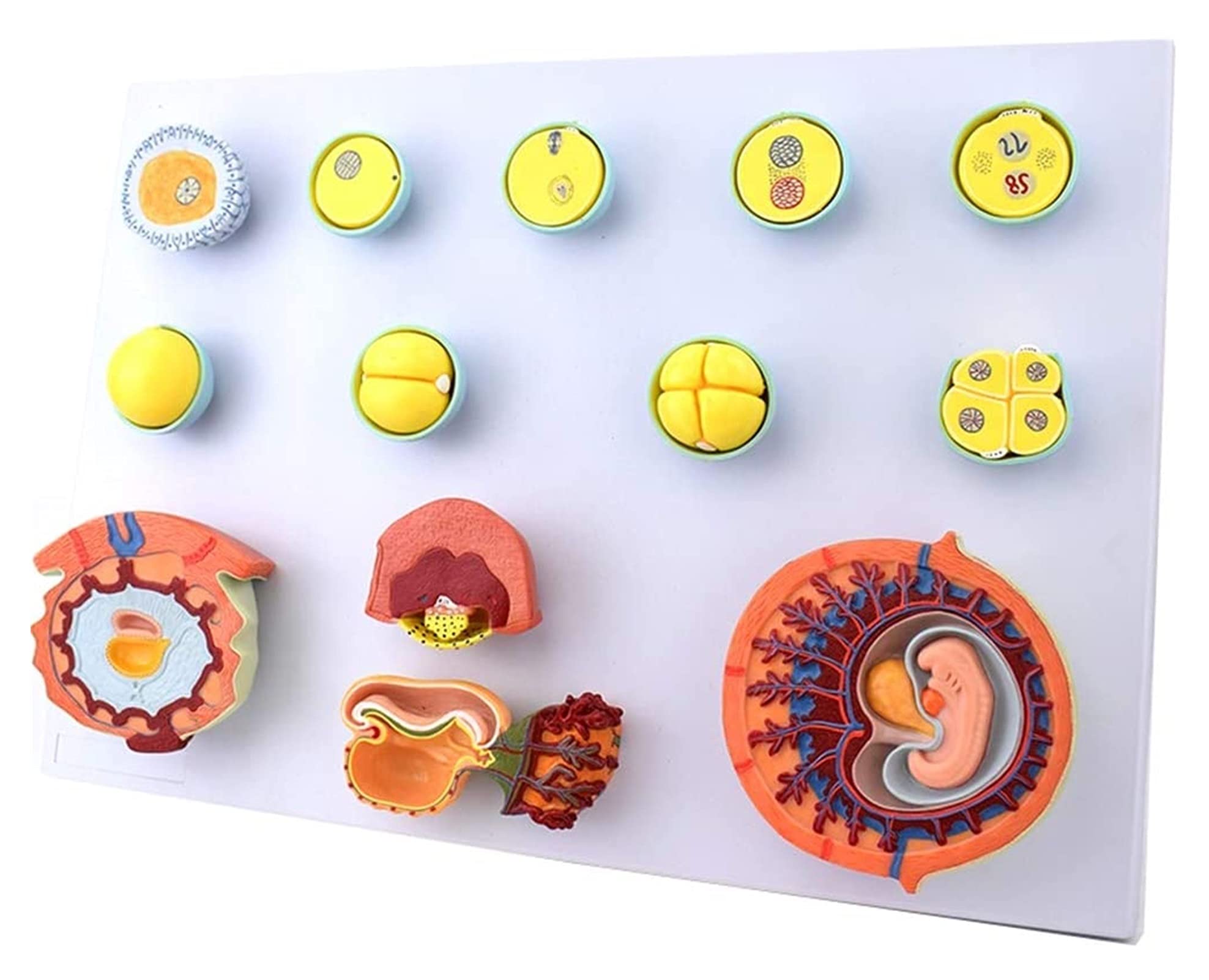 Body Model Fertilization And Early Embryo Development Process Model Human Tissue Embryo Anatomy Model Medical Training Aid
