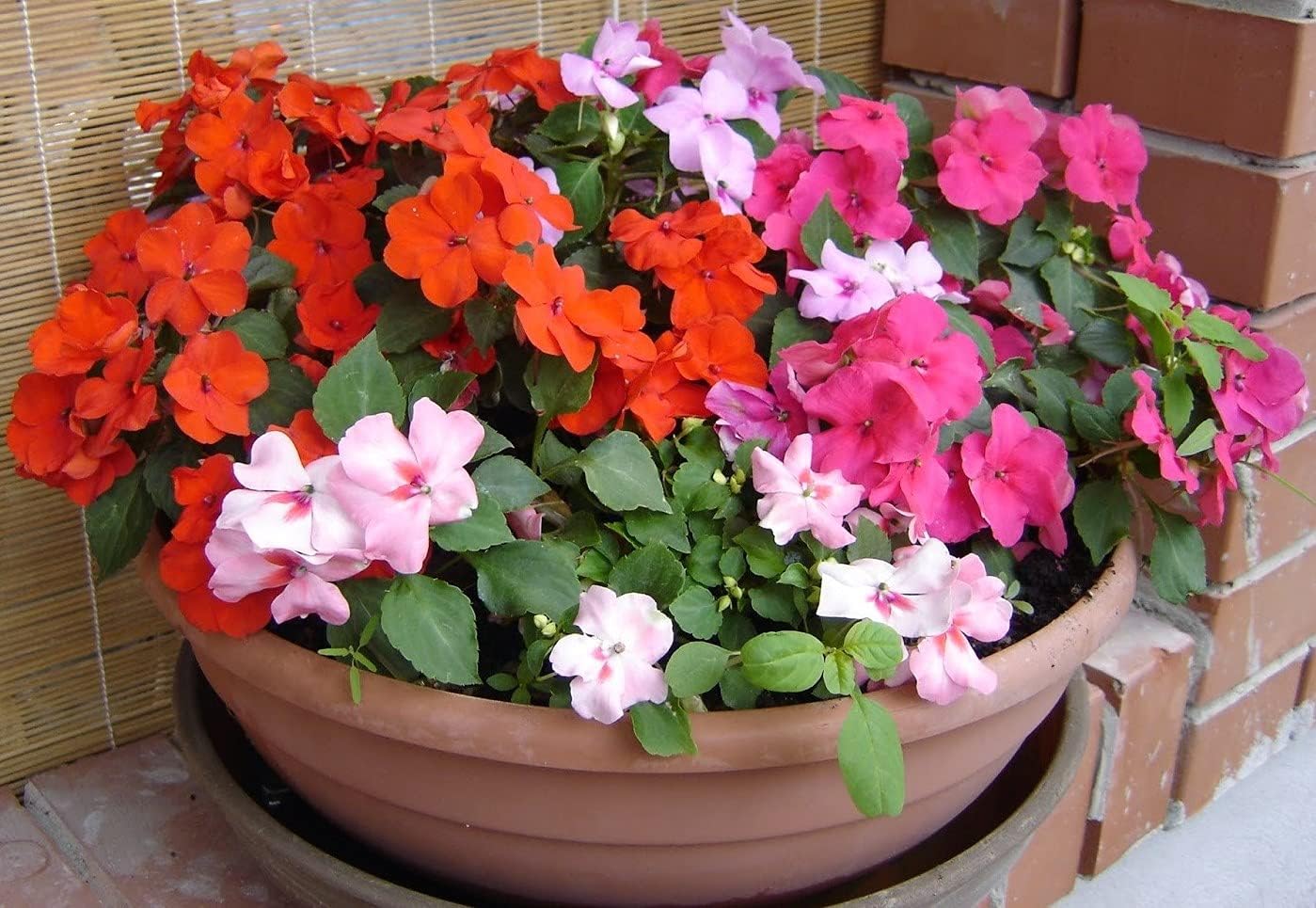 RAISE ME UP Seeds Busy Lizzies Mix Impatiens Walleriana