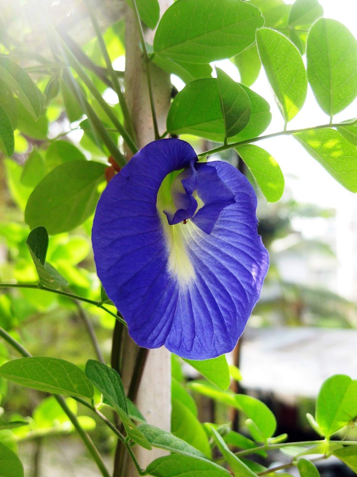 See full amazon price history chart for WingDong Live Blue Aprajita Plant Butterfly Aprajita flower Asian pigeonwings Clitoria ternatea butterfly pea flower plant with pot WingDong Live Blue Aprajita Plant Butterfly Aprajita flower Asian pigeonwings Clitoria ternatea butterfly pea flower plant with pot (B08HL4PMDF) Amazon Price History, Amazon Price Tracker
