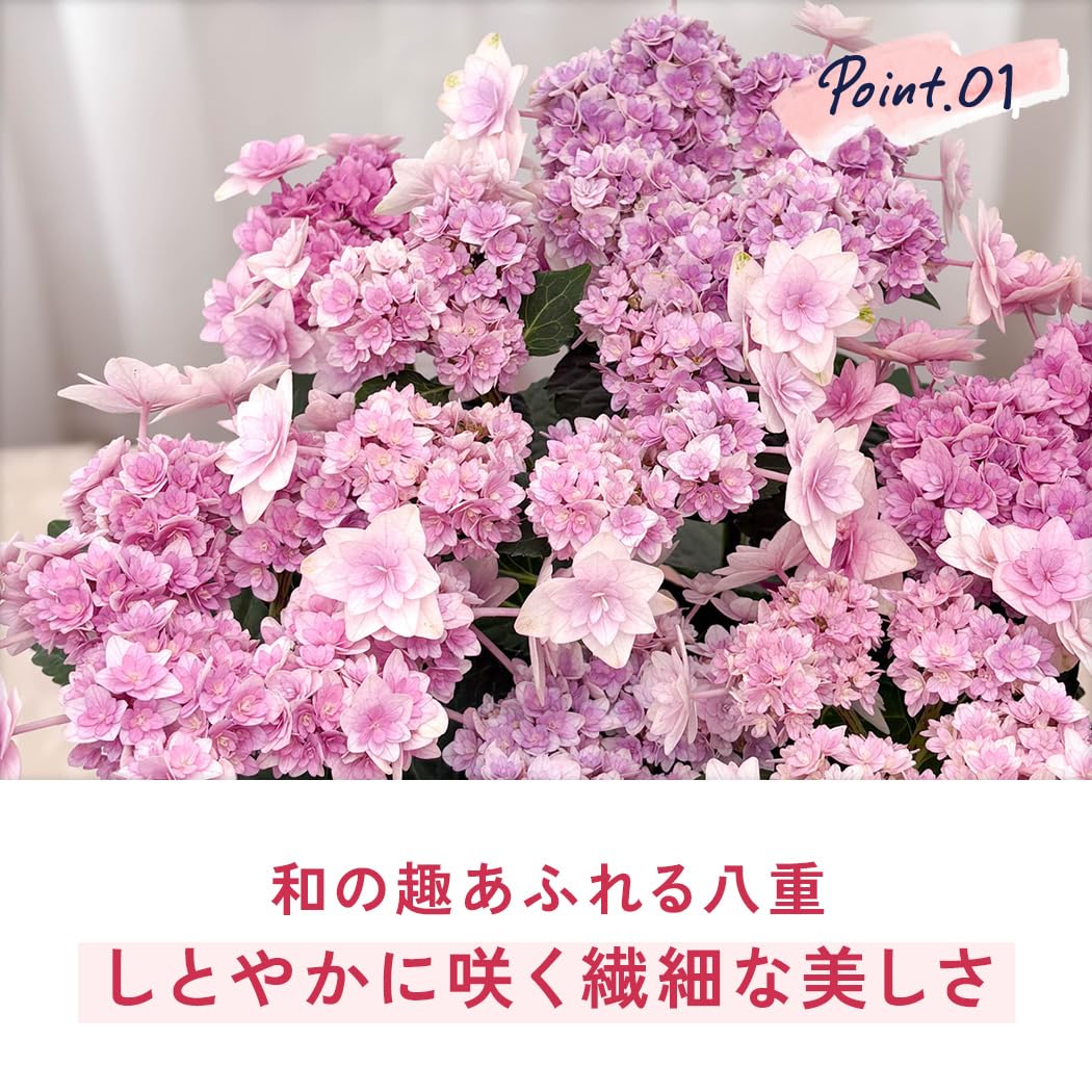 Amazon.co.jp: 【ありがとうを伝える】 母の日 花 紫陽花 弥呼明り