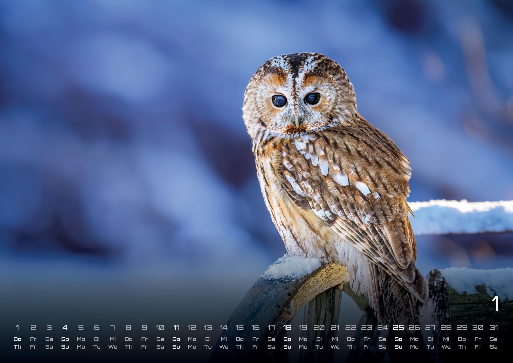 Eulen - Wächter der Nacht - 2026 - Kalender DIN A2: Der Wandkalender mit den schönsten Eulen-Motiven für das Jahr 2026 im extragroßen Format DIN A2 (ca. 60 x 42 cm)!