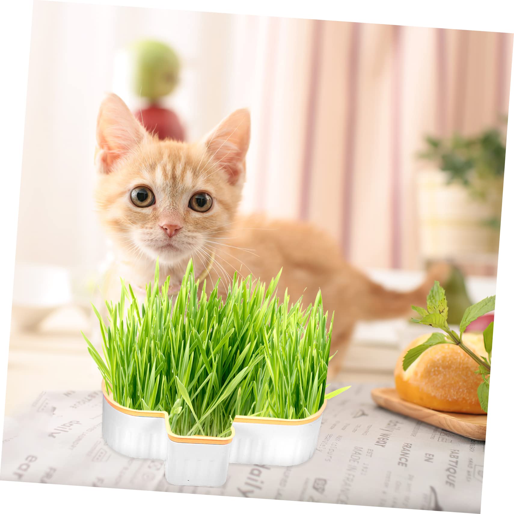 HEMOTON 3 pièces Boîte à Herbe à Chat Hydroponique sans Terre Plastique avec Pulvérisateur Transparent Plantation Intérieure et Extérieure