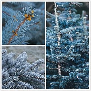 QMXCING 100Pcs Blue Spruce Seeds for Outdoor Garden Planting Perennial Heirloom Shrub Tree Seed Beautify Environment Has Ornamental Value