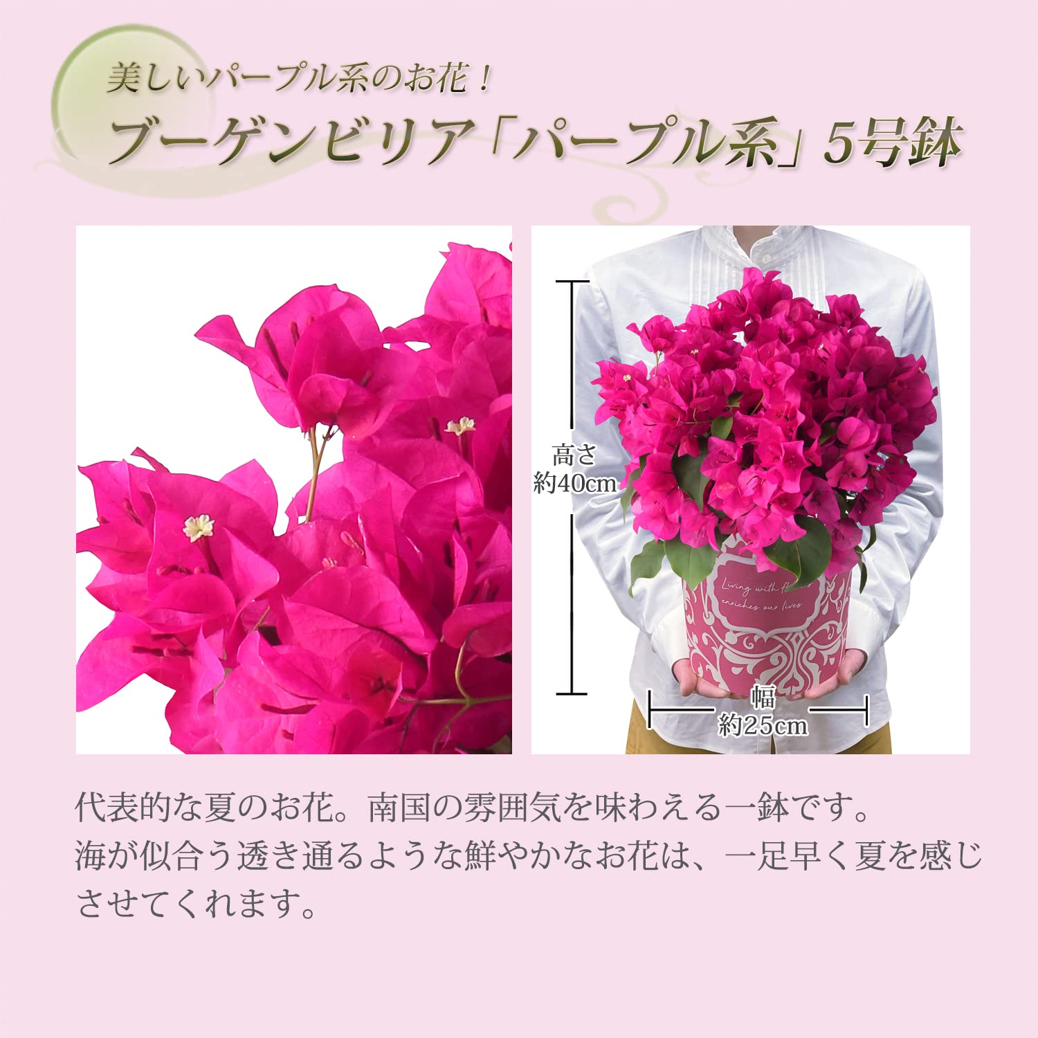 Amazon.co.jp: 花のギフト社 ブーゲンビリア 鉢植え 赤 紫 鉢花