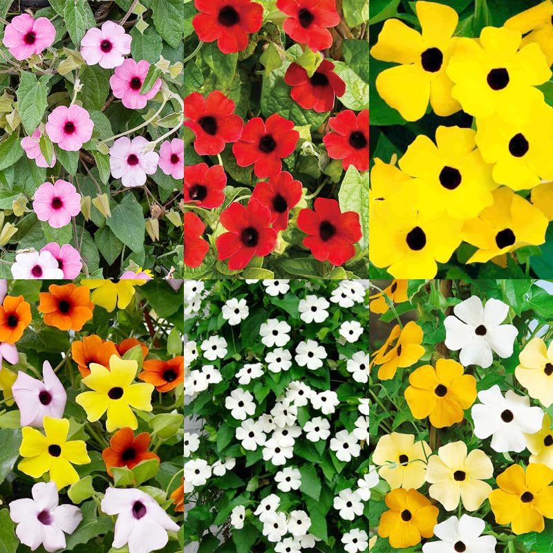 300+ Perennial Thunbergia Flower Seed for Planting-Non-GMO Heirloom Eyed Susan Vine Flower Seed Garden Home