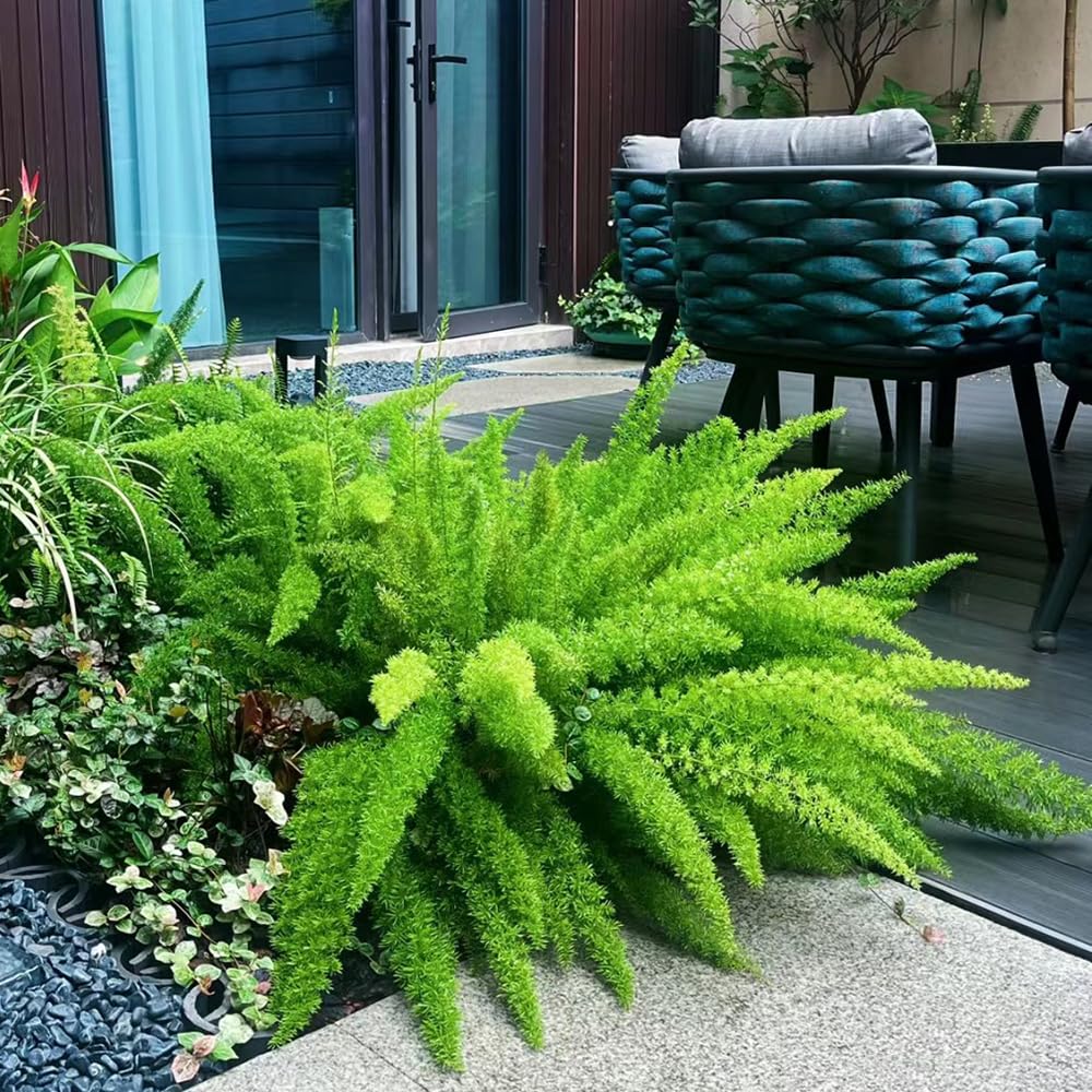 50 Pc Semillas De Plantas De Espárragos Ornamentales - Helecho Cola De Zorra - Regalos Para Jardineros, Decoraciones De Jardín Para Exterior, Espárragos Densiflorus, Regalos Para