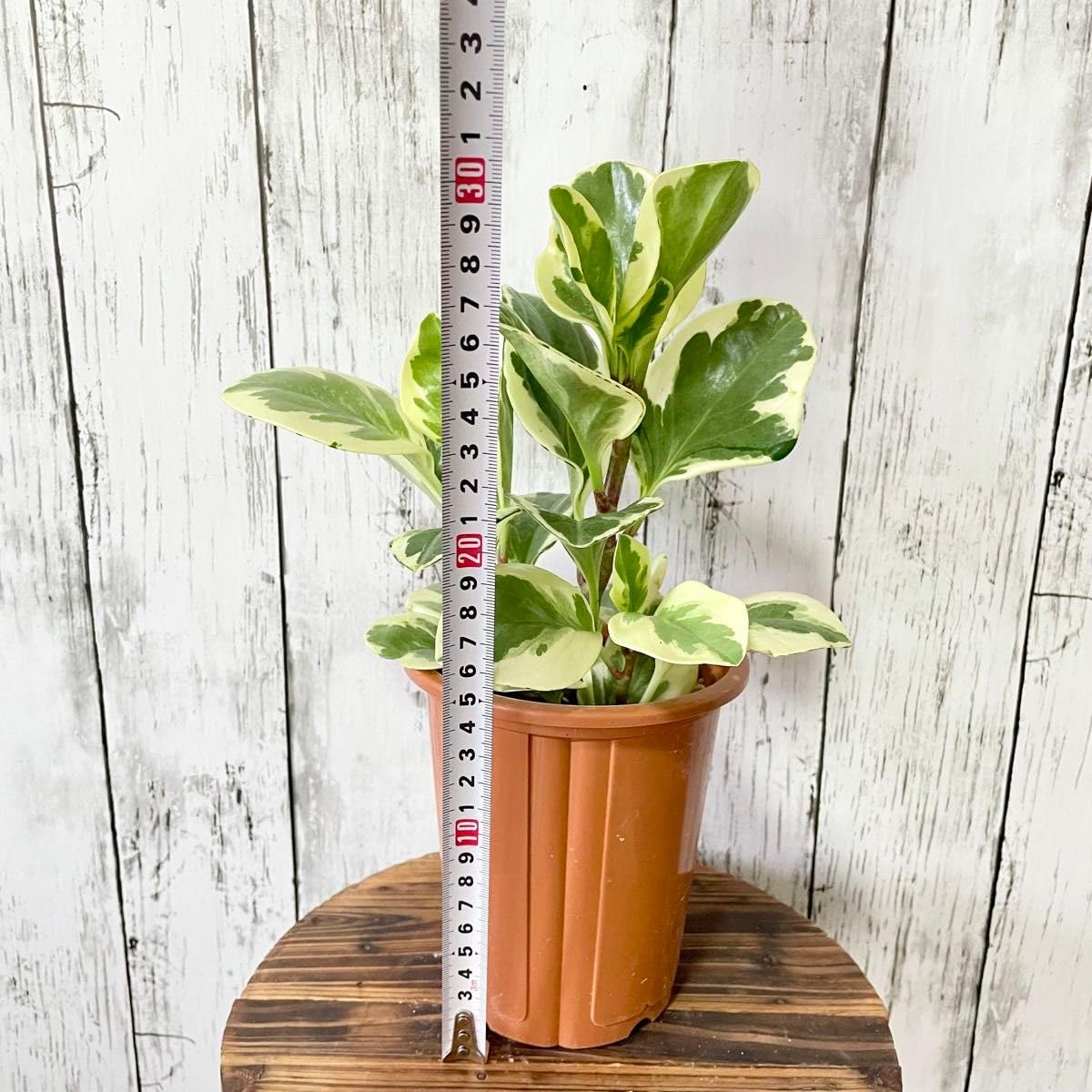 観葉植物 ペペロミア オブツシフォリア2種類 2鉢 斑入り PLANCHU 観葉植物 ペペロミア オブツシフォリア 斑入り 4号