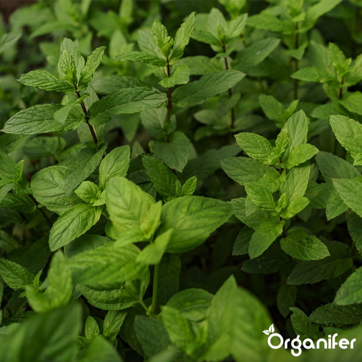 Engrais Pour Fruits, Tomates, Herbes Aromatiques Et Légumes - Tout-En-Un - 10 Kg Pour 200 M2 - Granulés Pour Une Croissance, Des Rendements Élevés Et Un Goût Délicieux - Organifer